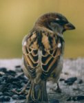 House Sparrow