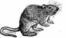 A Norwegian rat
